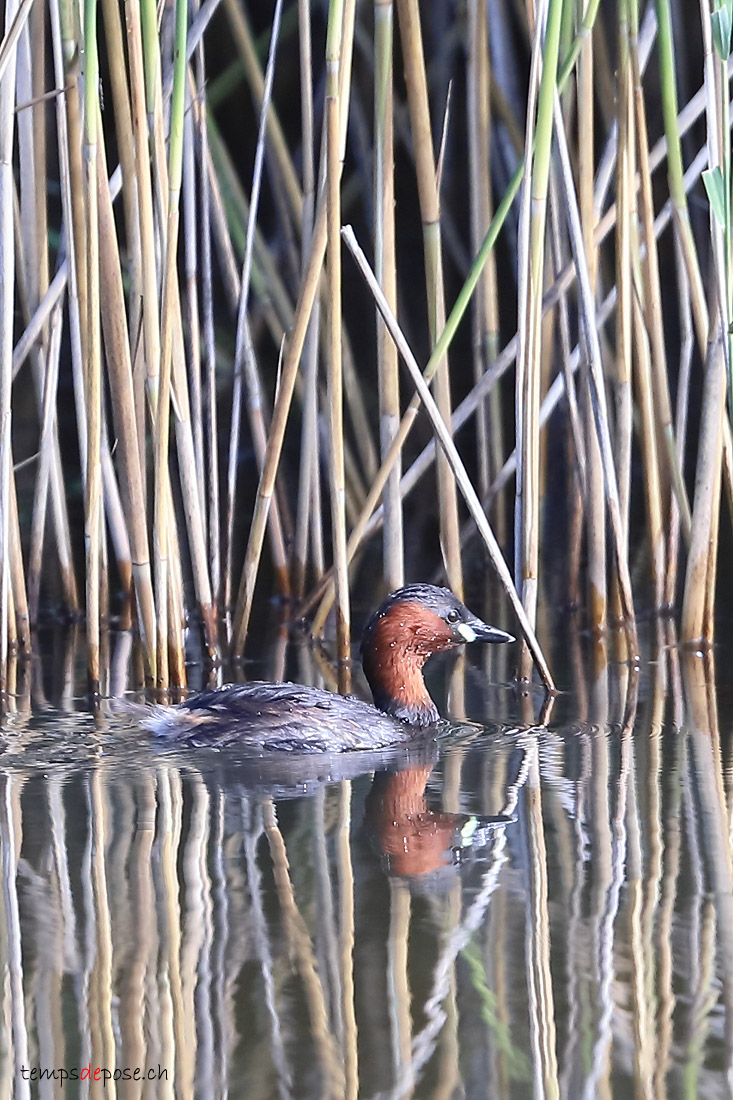Grbe castagneux - (Little Grebe)