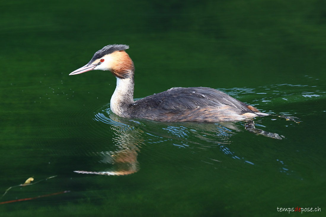 Grbe hupp - (Great Crested Grebe)