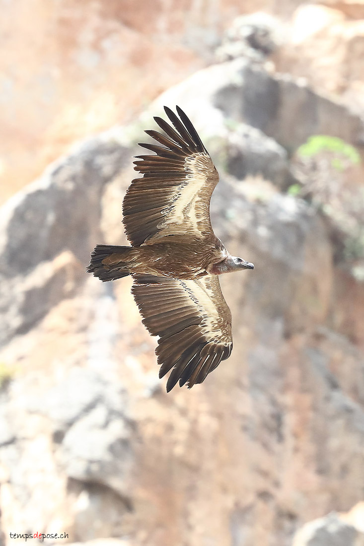 Vautour fauve - (Griffon Vulture)