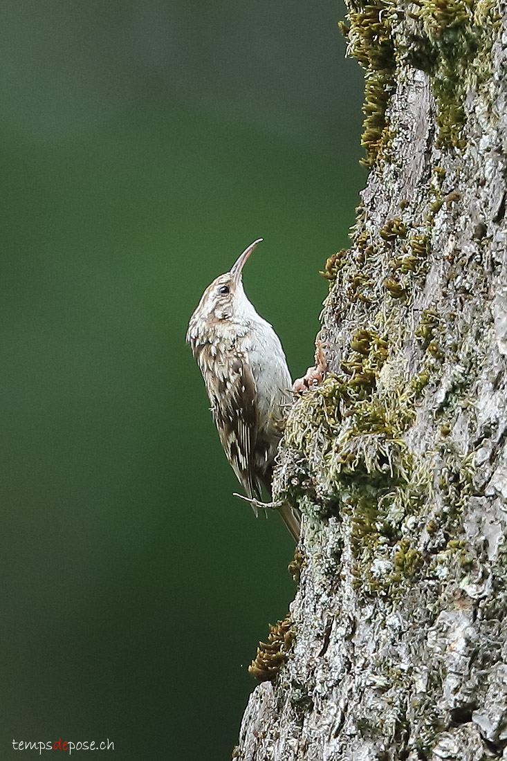 Grimpereau des jardins - (Short-toed Treecreeper)