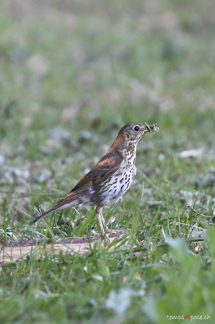 Grive musicienne - (Song Thrush)