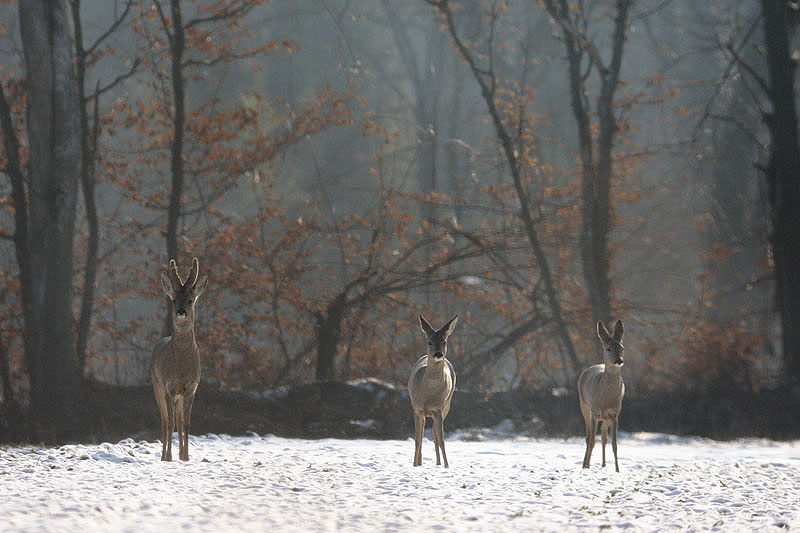 Chevreuils dans un pr enneig