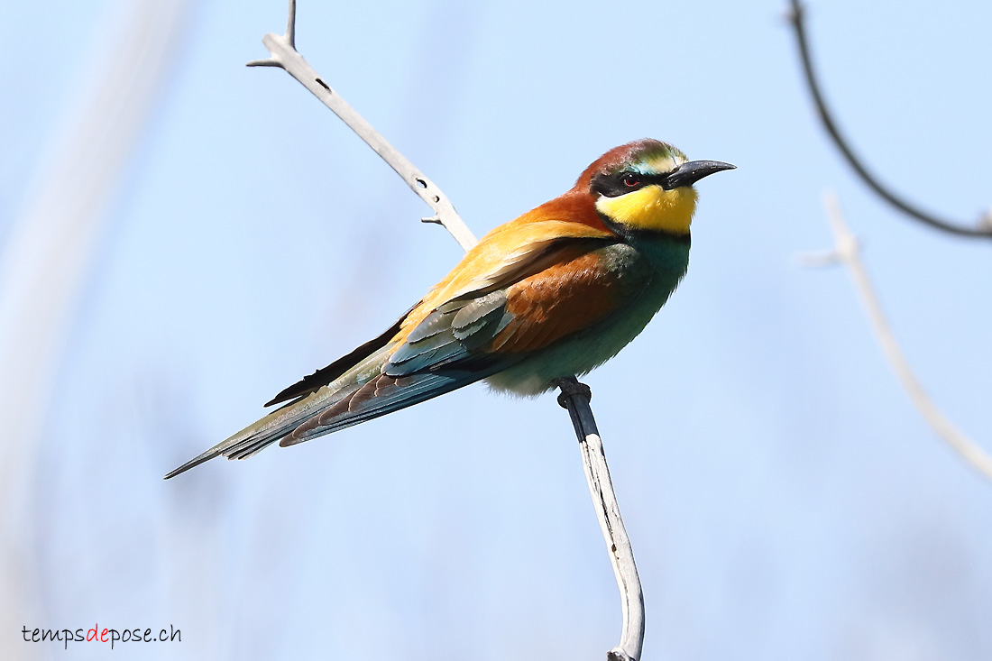 Gupier d'Europe - (Merops apiaster)