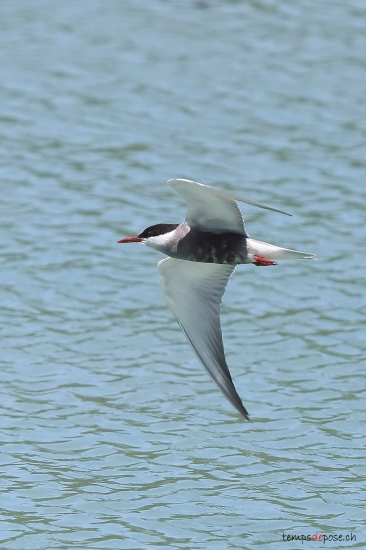 Guifette moustac - (Whiskered Tern)