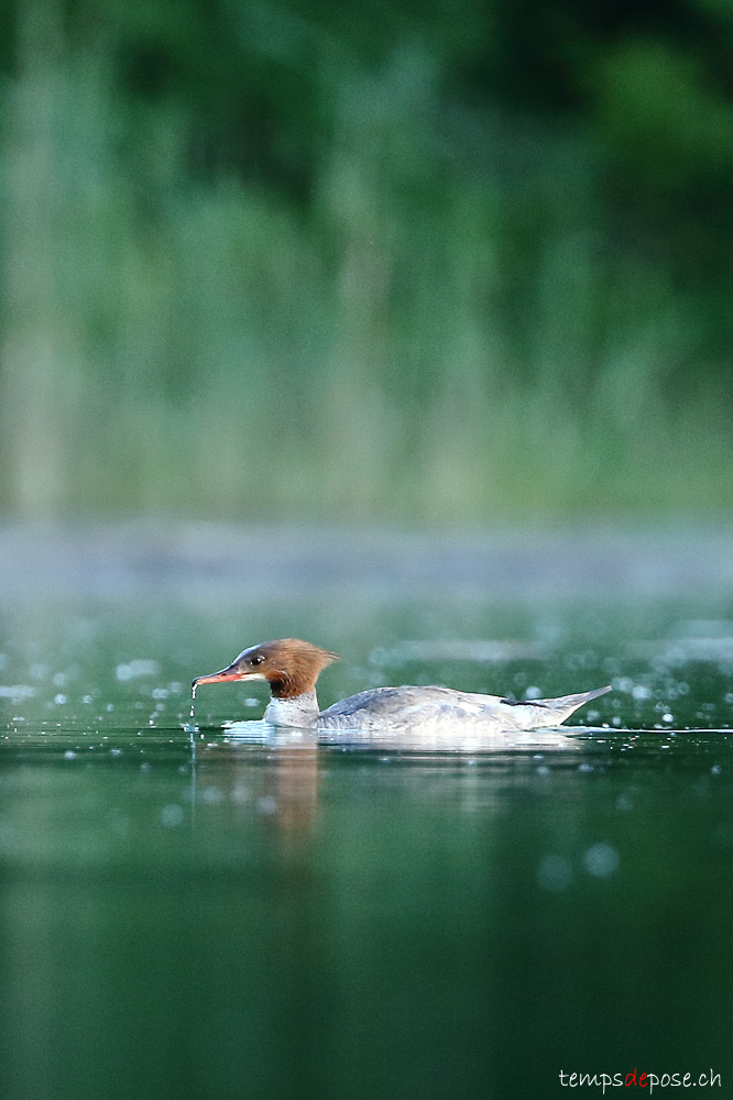 Harle bivre - (Goosander)