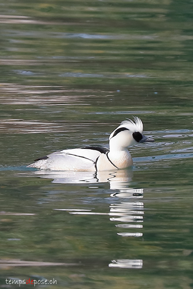 Harle piette - (Mergellus albellus)