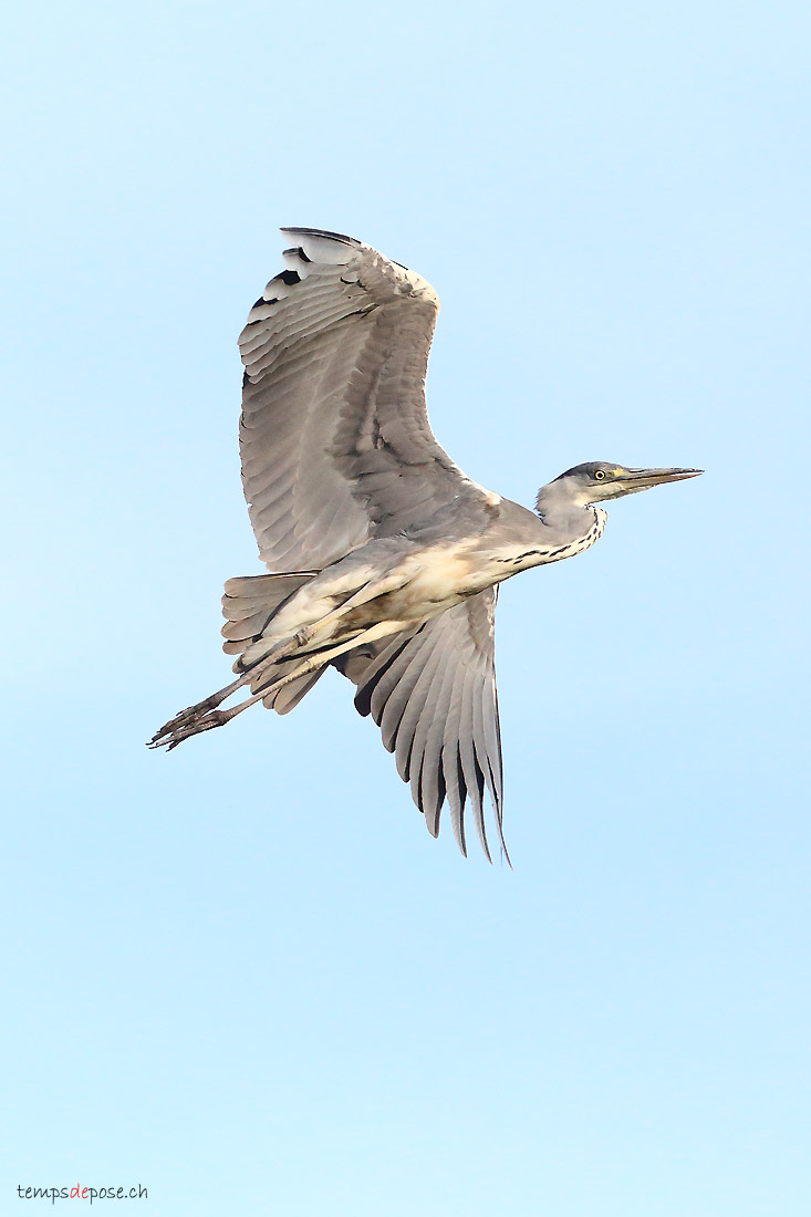 Hron cendr - (Grey Heron)