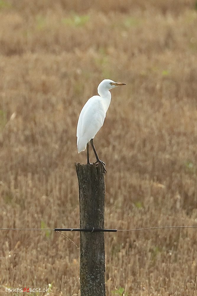 Hron garde-boeufs - (Cattle Egret)