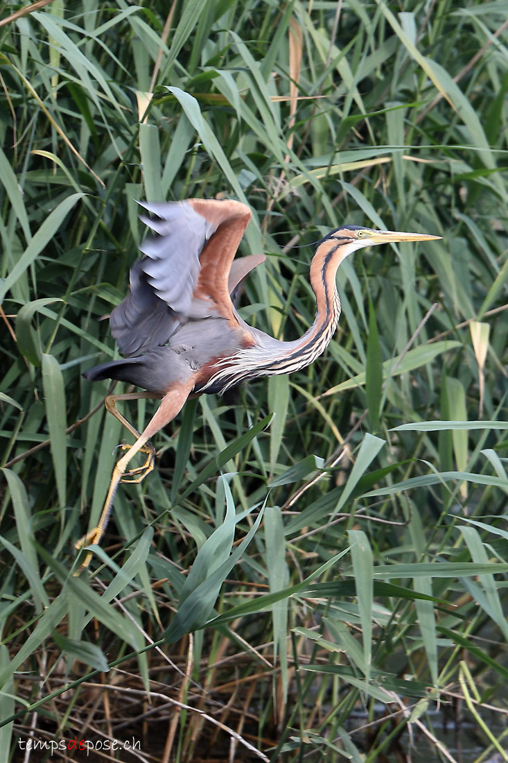 Hron pourpr - (Ardea purpurea)