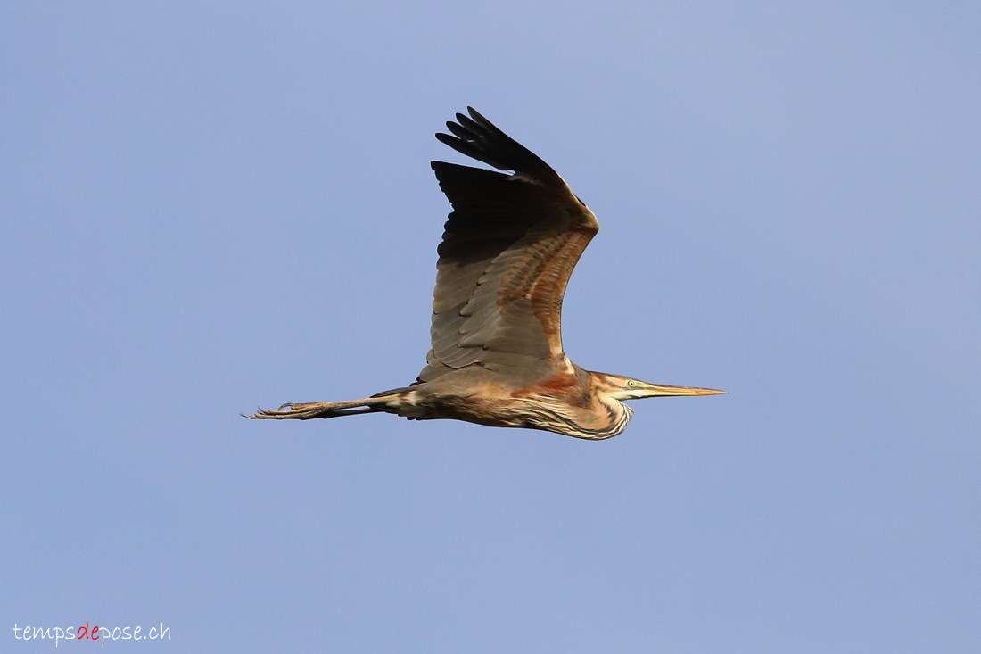 Hron pourpr - (Ardea purpurea)