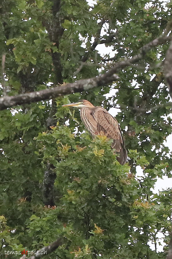 Hron pourpr - (Purple Heron)