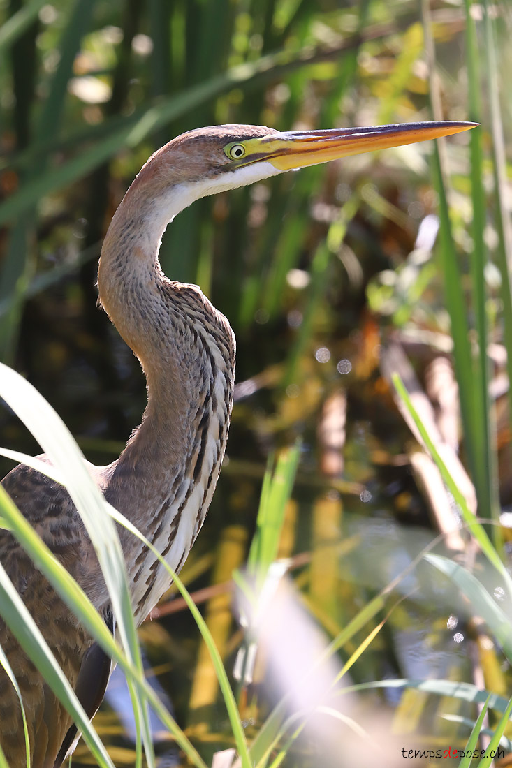 Hron pourpr - (Purple Heron)