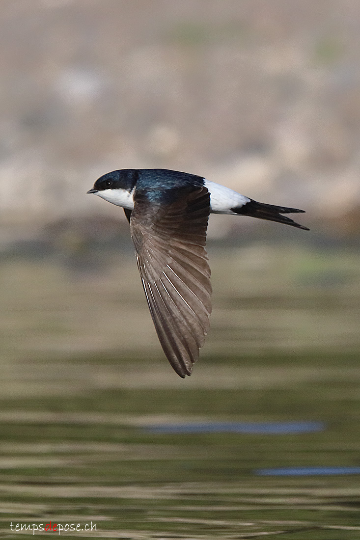 Hirondelle de fentre - (Delichon urbicum)