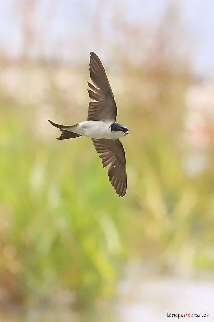 Hirondelle de fentre - (Northern House Martin)