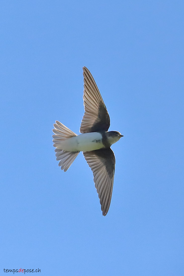 Hirondelle de rivage - (Collared Sand Martin)