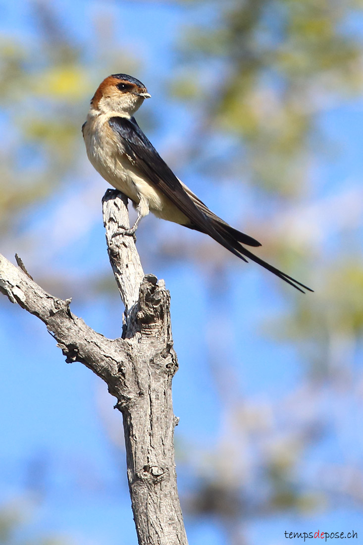Hirondelle rousseline - (Red-rumped Swallow)