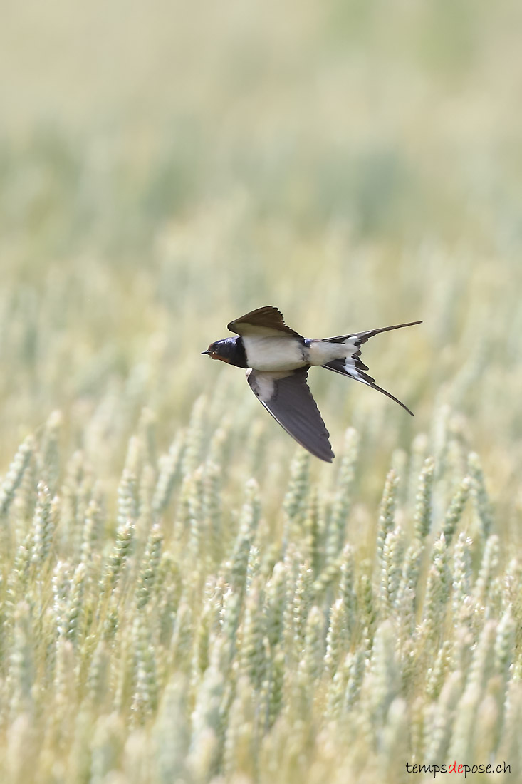 Hirondelle rustique - (Barn Swallow)