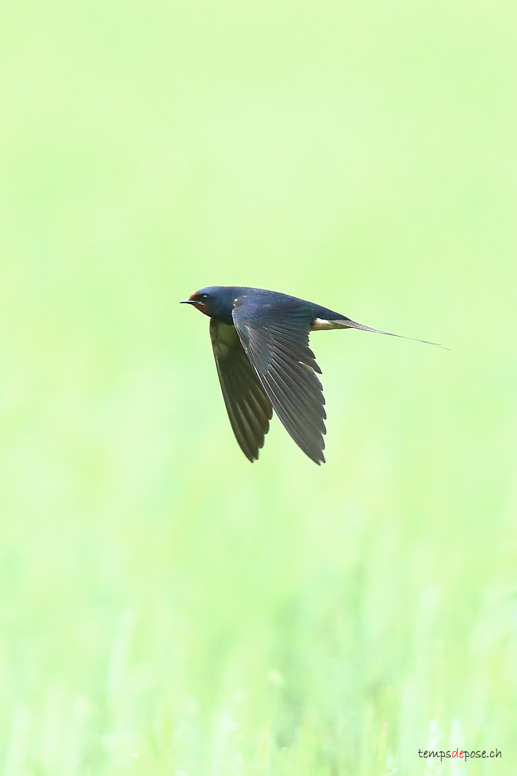 Hirondelle rustique - (Barn Swallow)