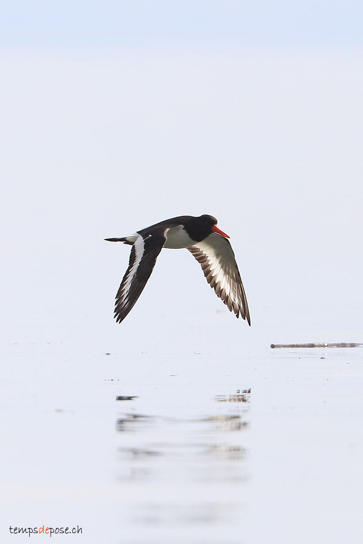 Hutrier pie - (Eurasian Oystercatcher)