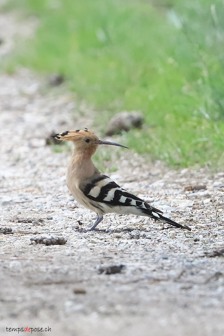 Huppe fascie - (Common Hoopoe)