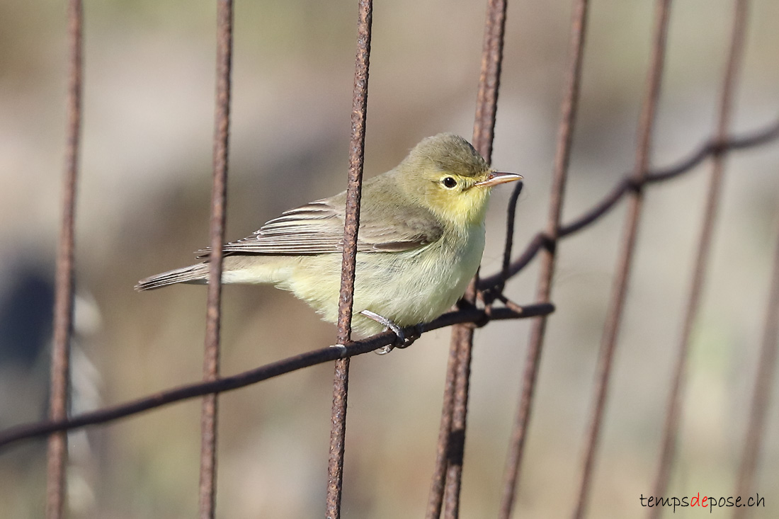 Hypolas ictrine - (Hippolais icterina)