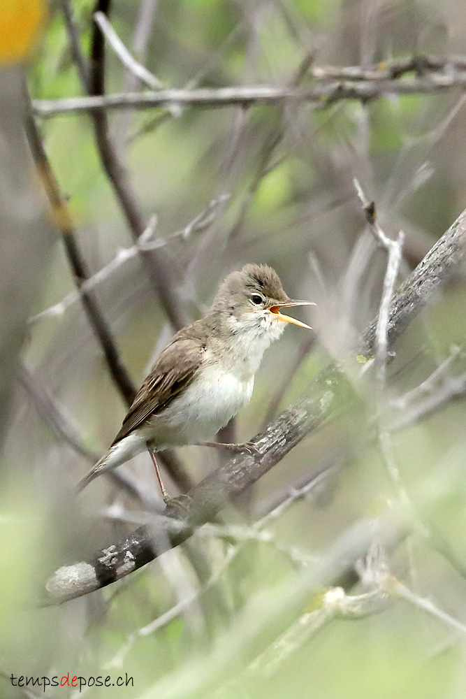 Hypolas ple - (Iduna pallida)