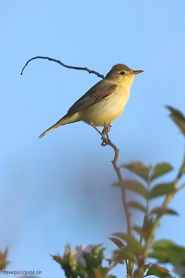 Hypolas polyglotte - (Melodious Warbler)