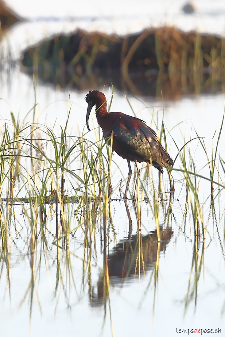 Ibis falcinelle - (Glossy Ibis)