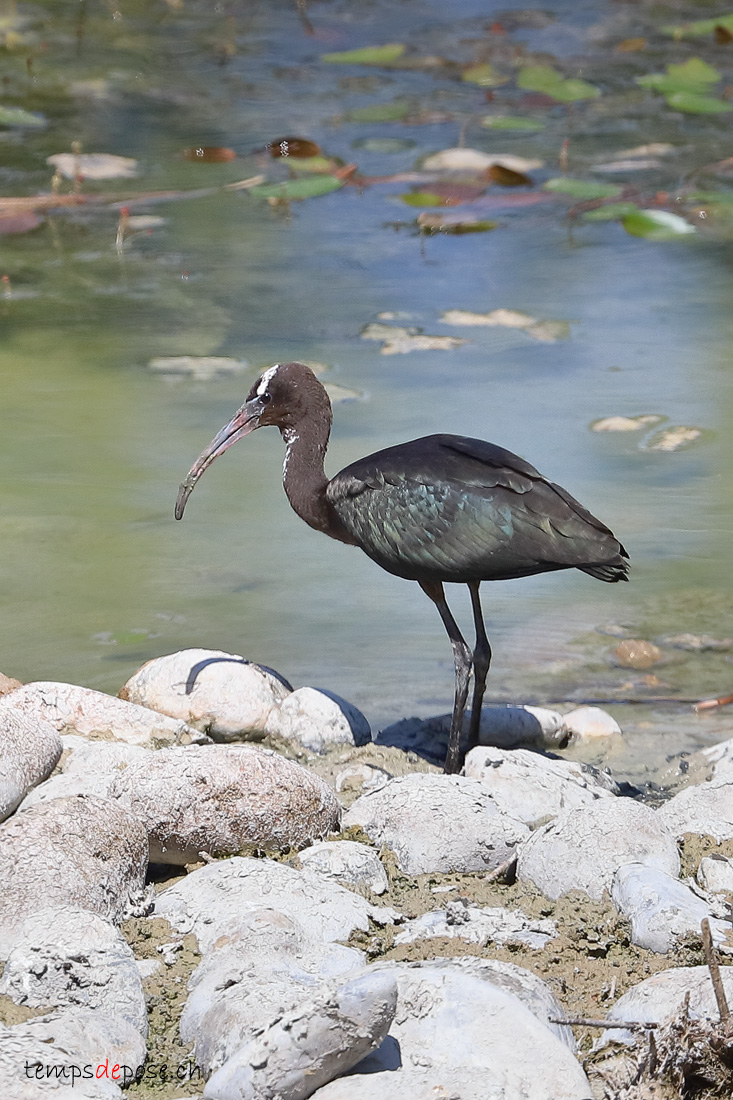 Ibis falcinelle - (Plegadis falcinellus)