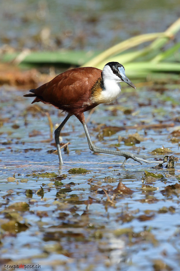 Jacana  poitrine dore - (African Jacana)