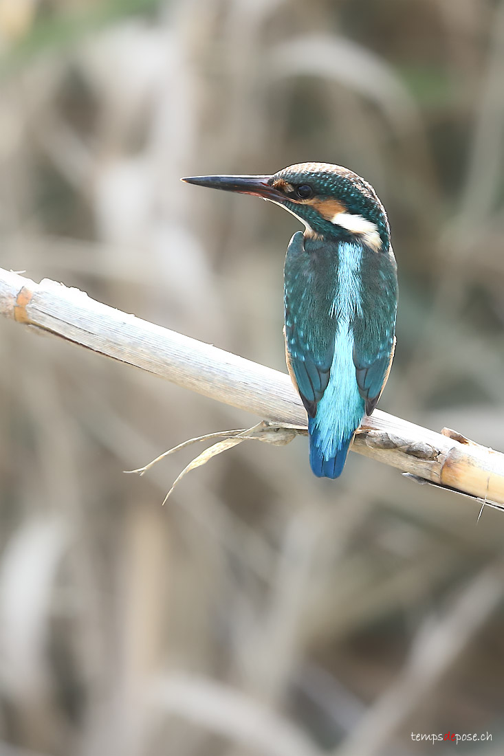 Martin-pcheur d'Europe - (Common Kingfisher) Near Agia Lake