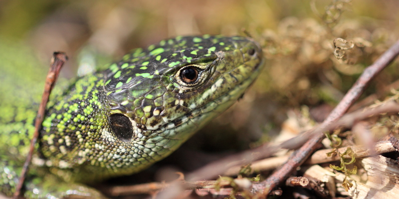 Gros plan d'un lzard vert