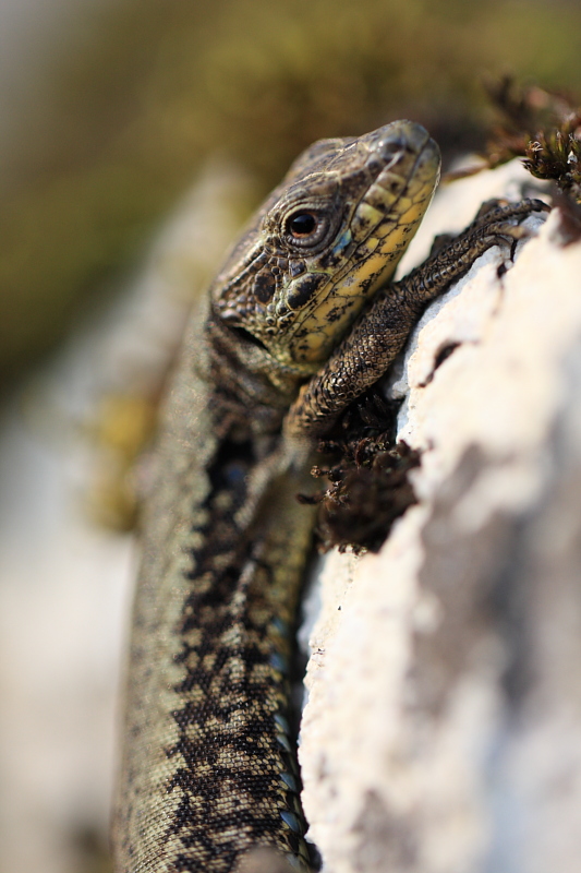 Lzard des murailles