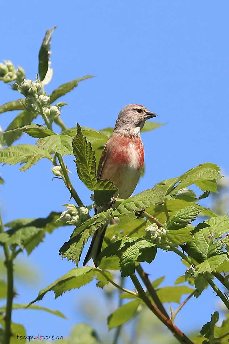 Linotte mlodieuse - (Common Linnet)