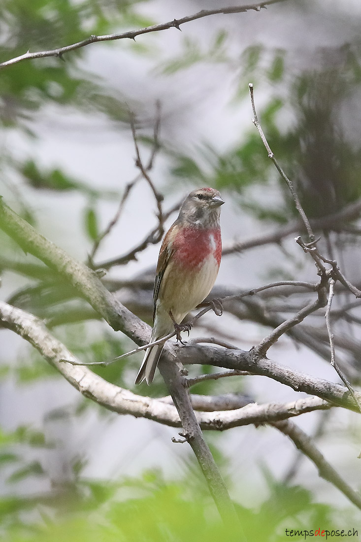 Linotte mlodieuse - (Common Linnet)