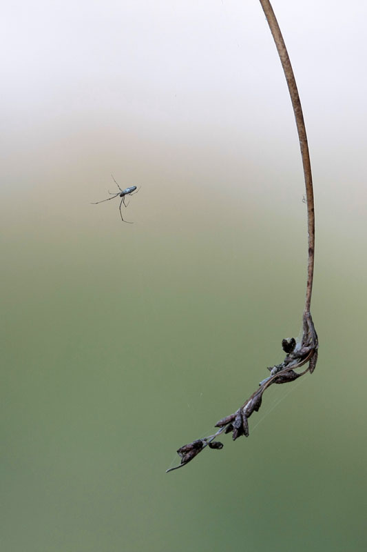 Une araigne magique