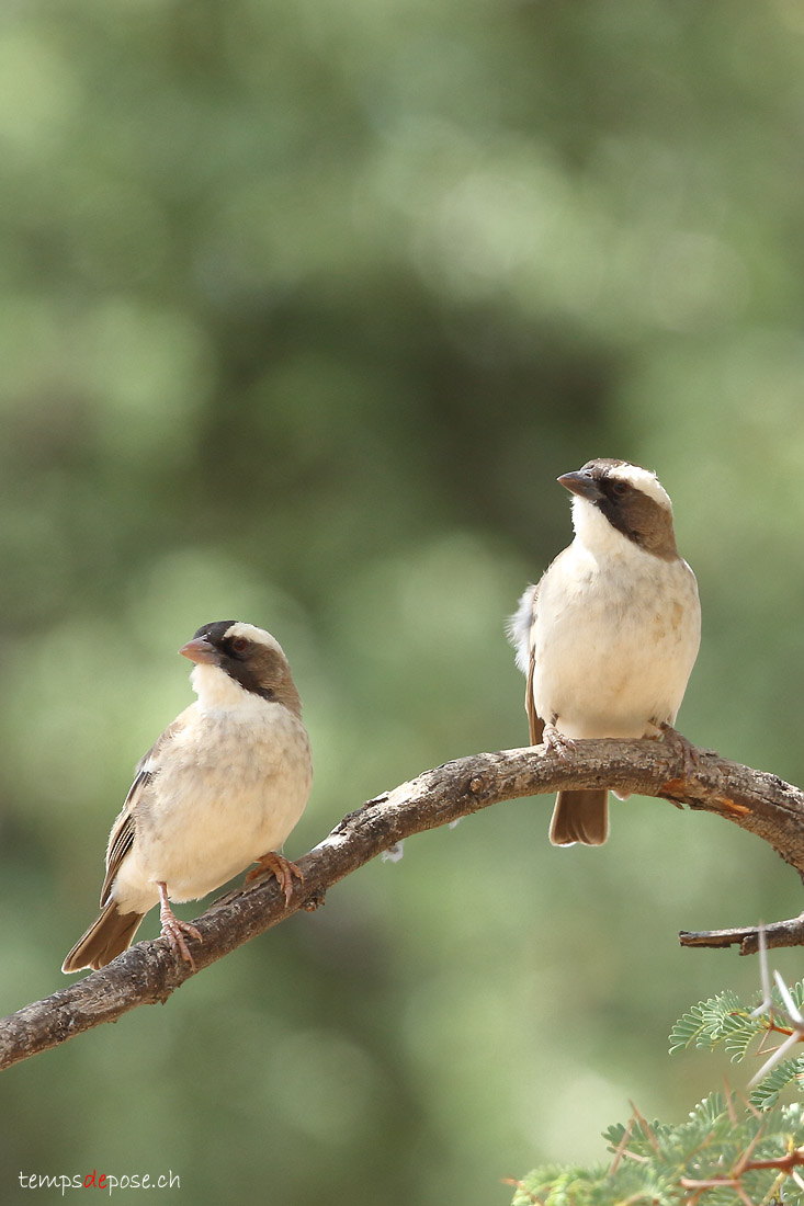 Mahali  sourcils blancs - (White-browed Sparrow-Weaver)