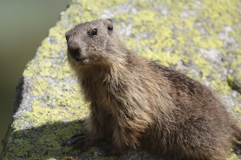 Marmotte