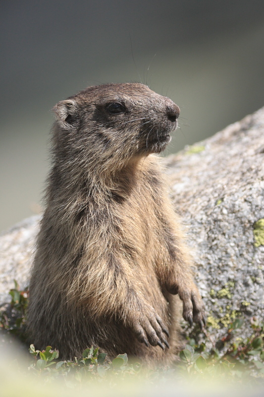 Marmotte