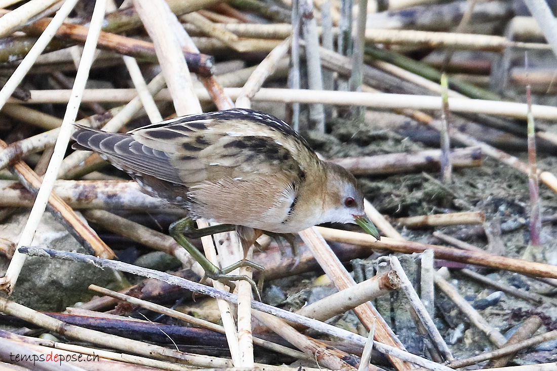 Marouette poussin - (Zapornia parva)