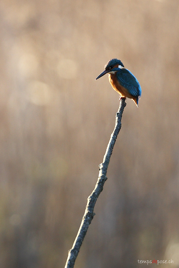 Martin-pcheur d'Europe (Common Kingfisher)