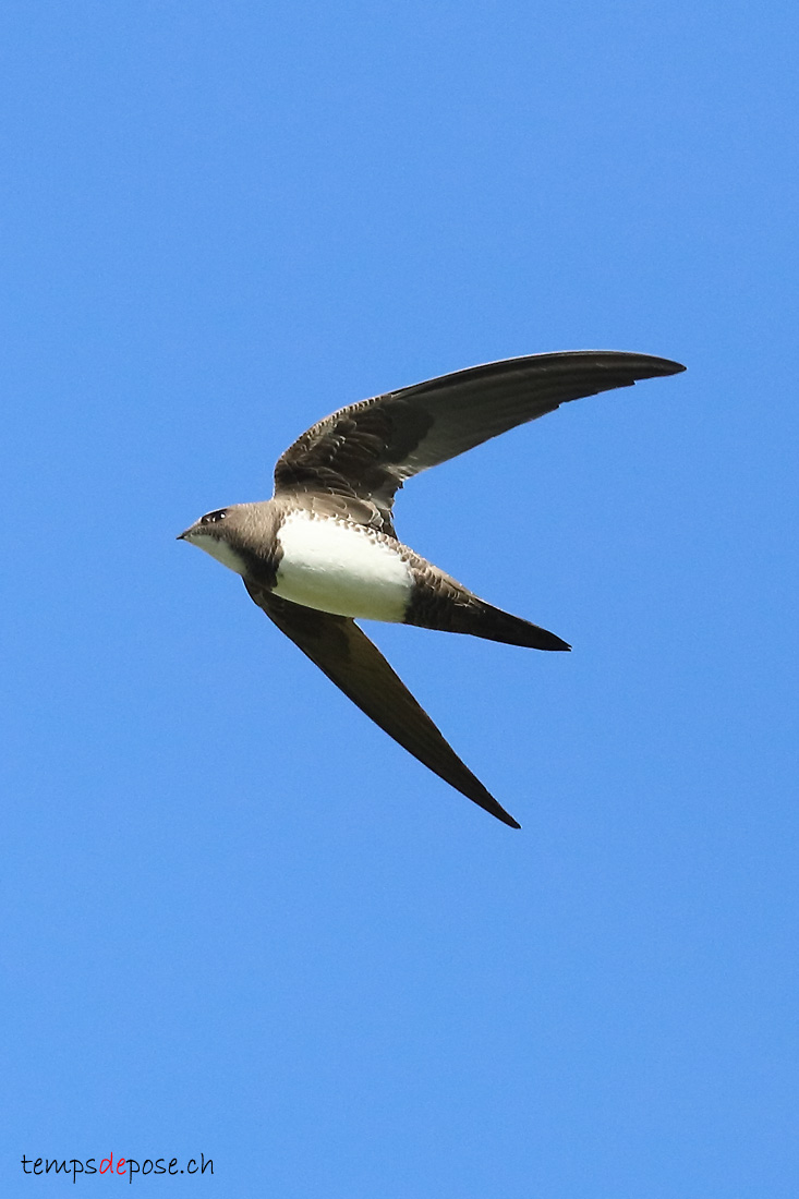 Martinet  ventre blanc - (Tachymarptis melba)