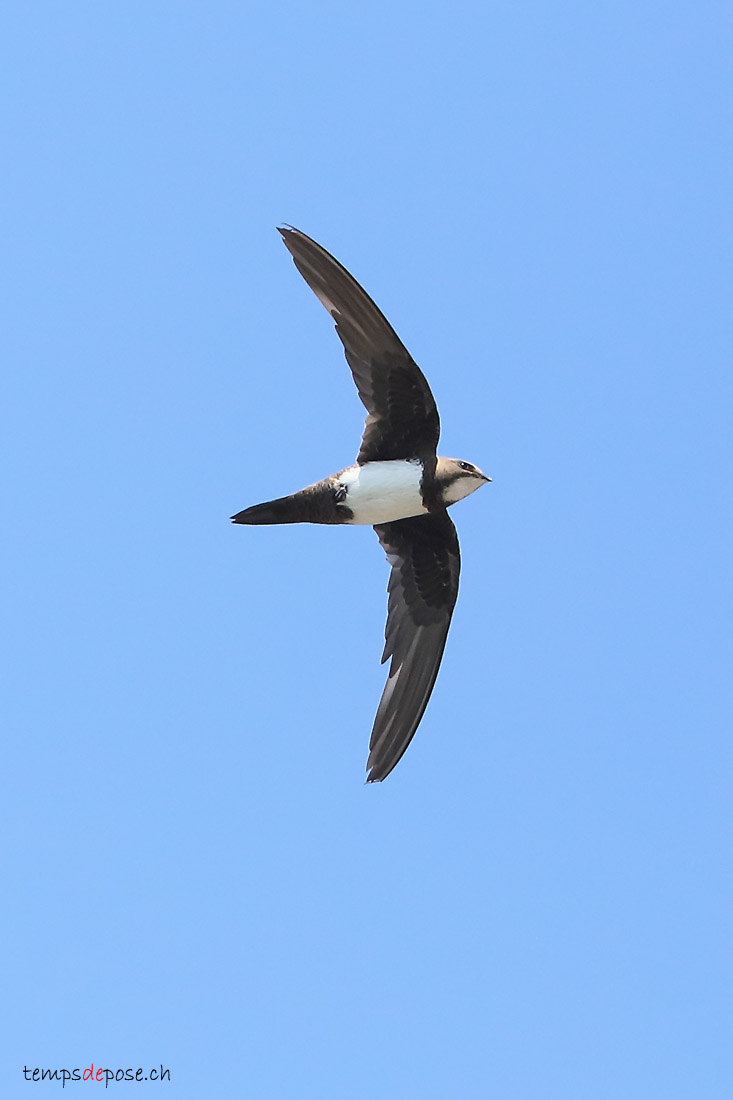 Martinet  ventre blanc - (Alpine Swift)