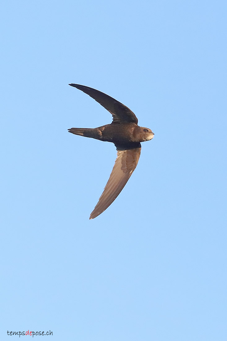 Martinet noir - (Common Swift)