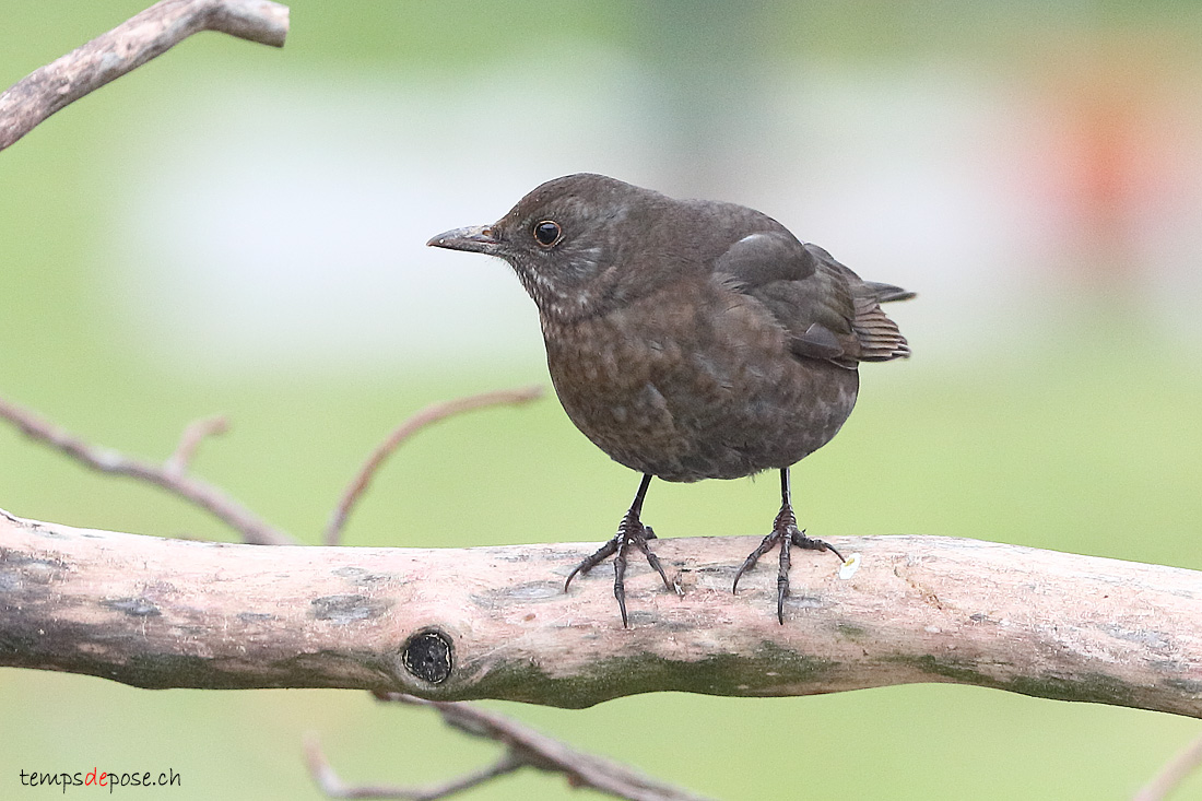 Merle noir - (Turdus merula)