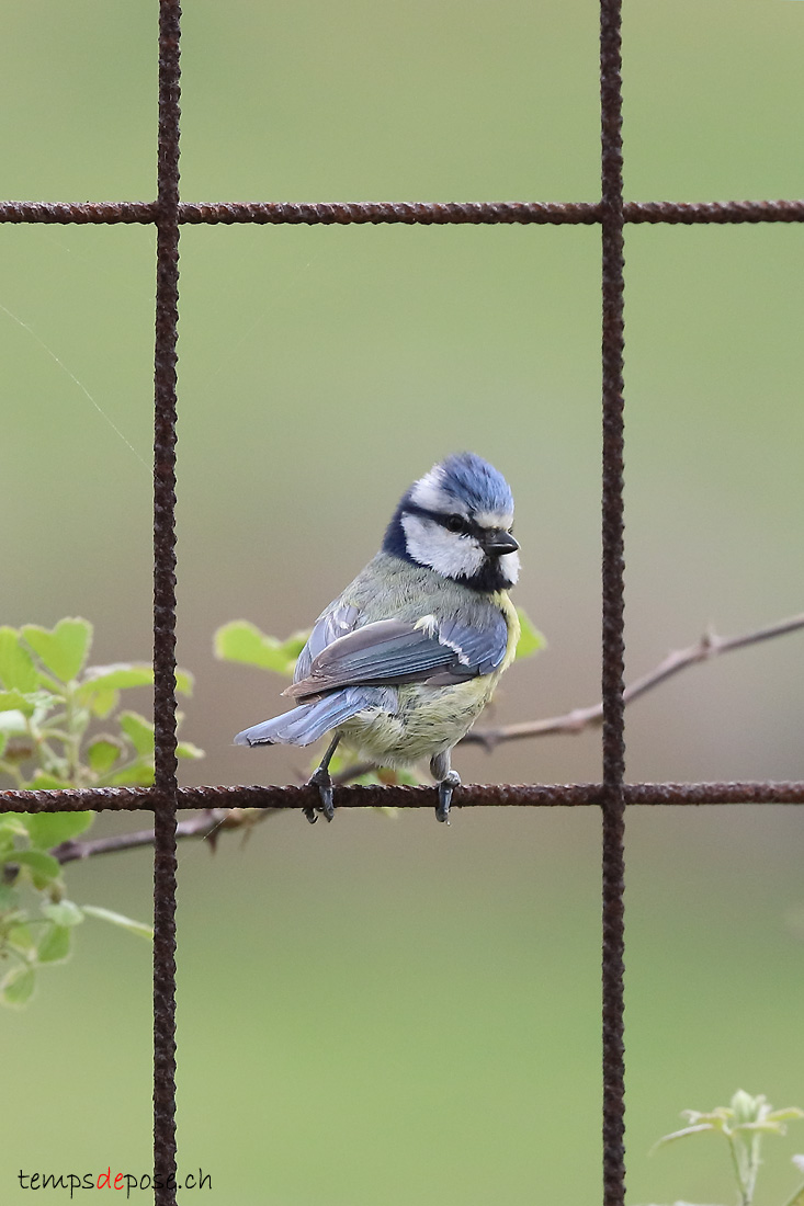 Msange bleue - (Cyanistes caeruleus)