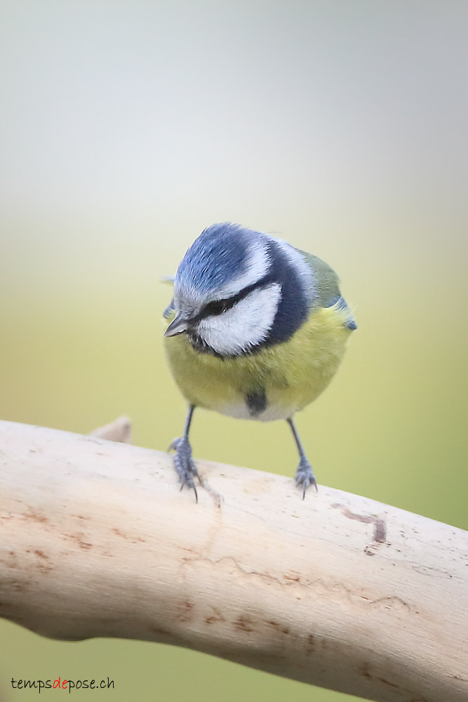 Msange bleue - (Eurasian Blue Tit)