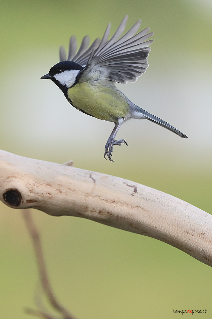 Msange charbonnire - (Great Tit)