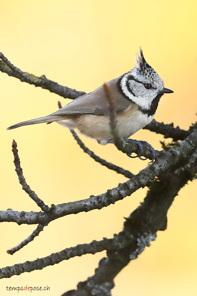 Msange Huppe - (Crested Tit)