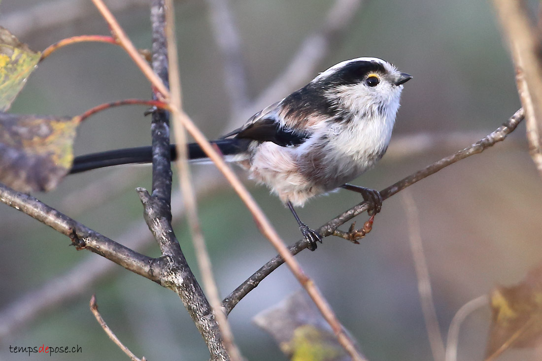 Msange  longue queue - (Long-tailed Tit)